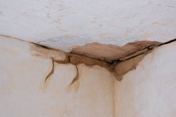 Best Water damage cleanup near me  in Homestead Valley, CA
